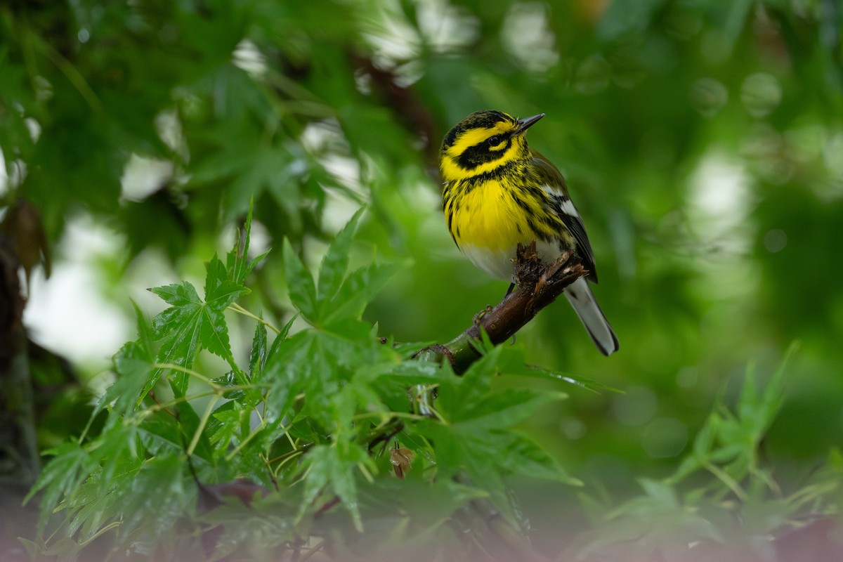 Townsend's Warbler - ML645370649