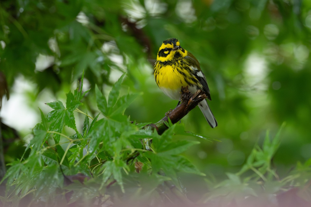 Townsend's Warbler - ML645370650