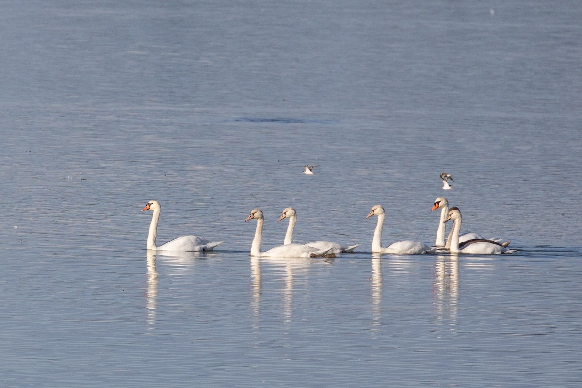 Mute Swan - ML645370653