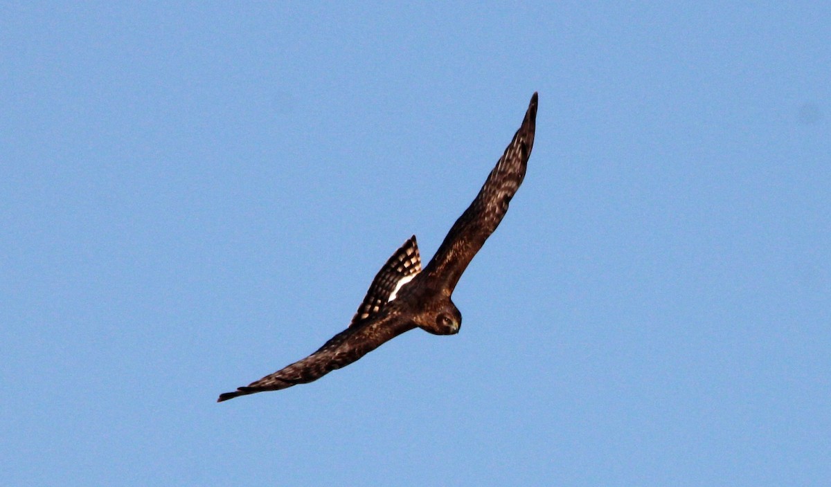Northern Harrier - ML645370657