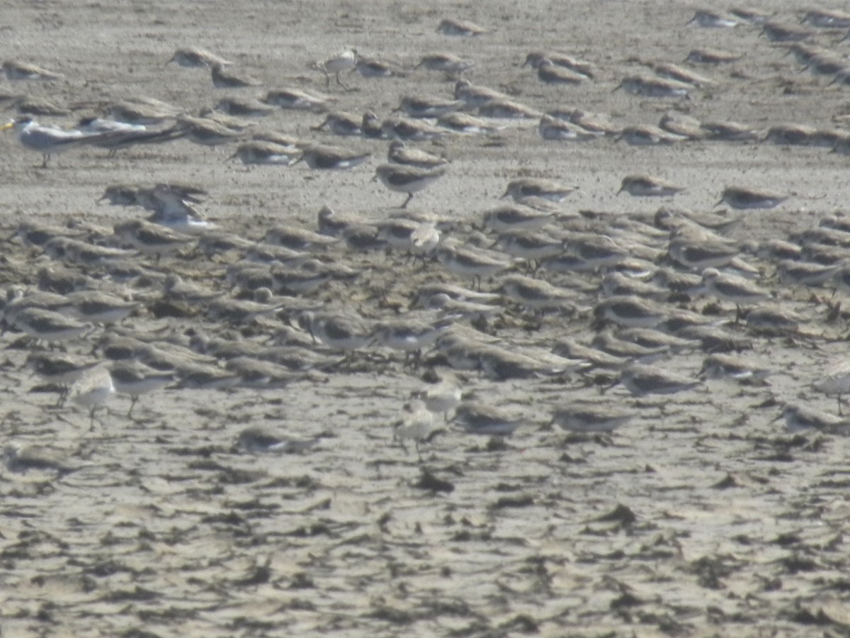 Western/Semipalmated Sandpiper - ML645370658