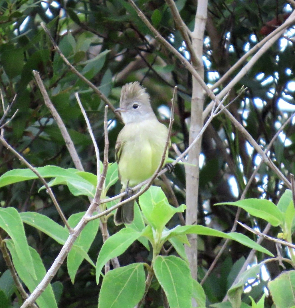 Желтобрюхая эления - ML645370660