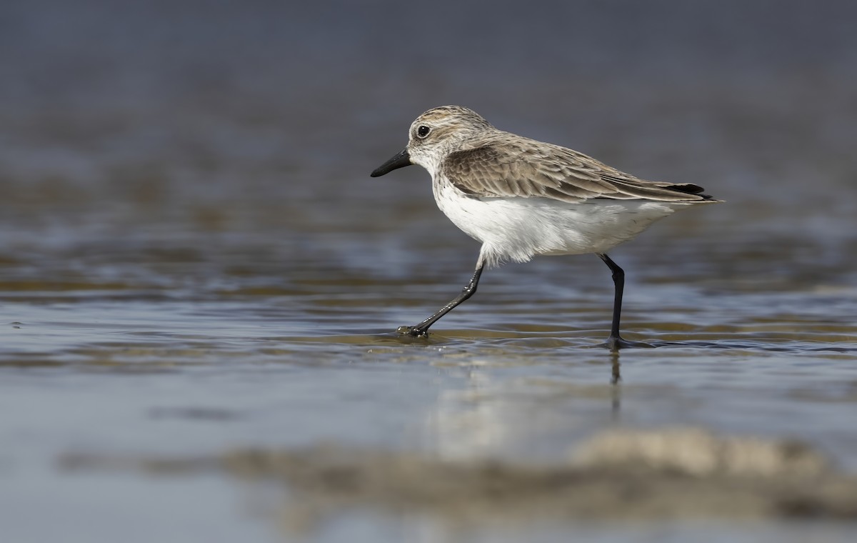 Semipalmated Sandpiper - ML645370661