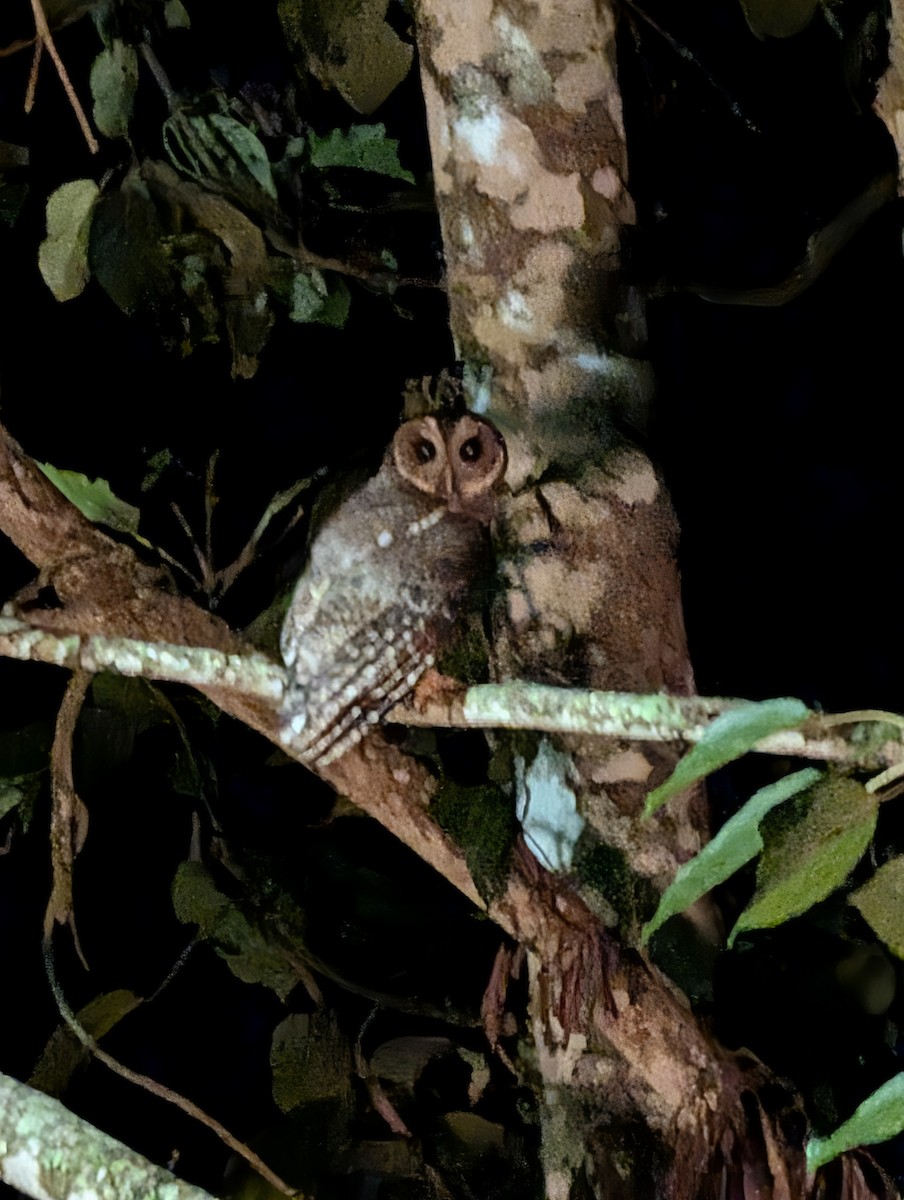 Mottled Owl - ML645370665