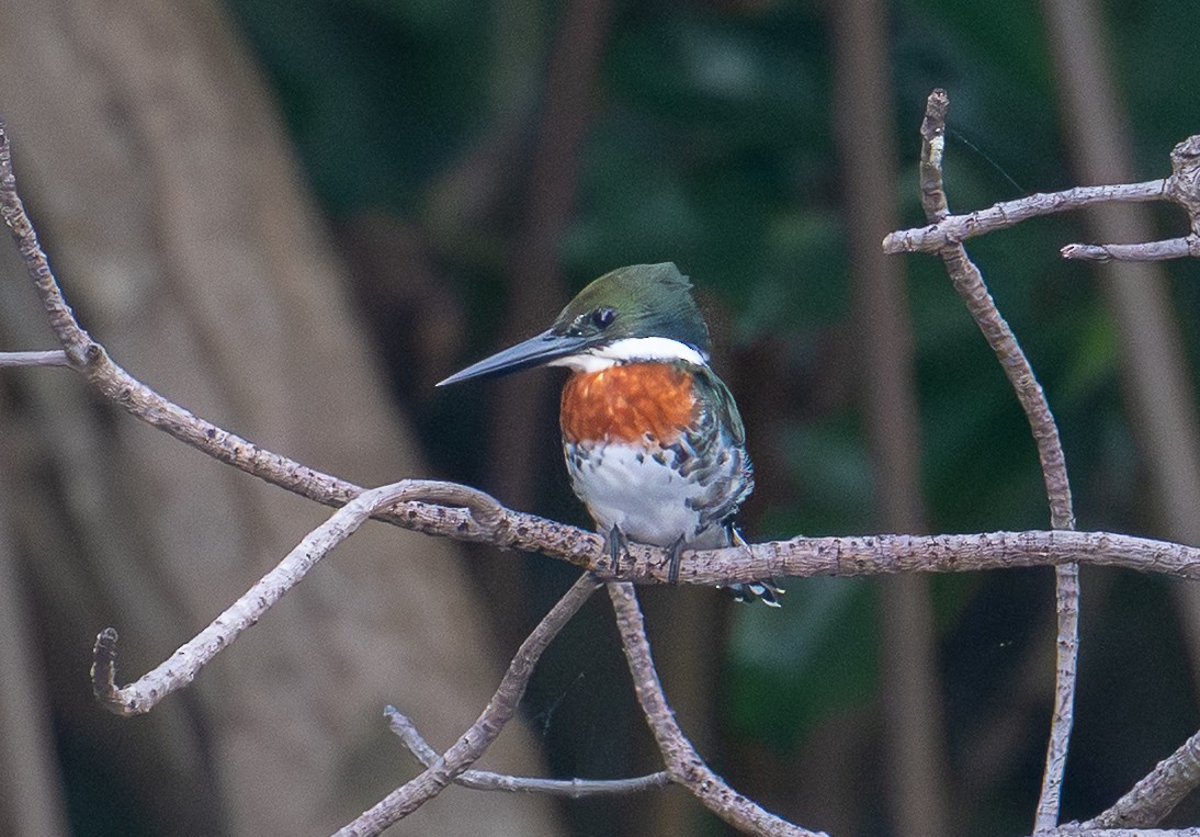 Green Kingfisher - ML645370676
