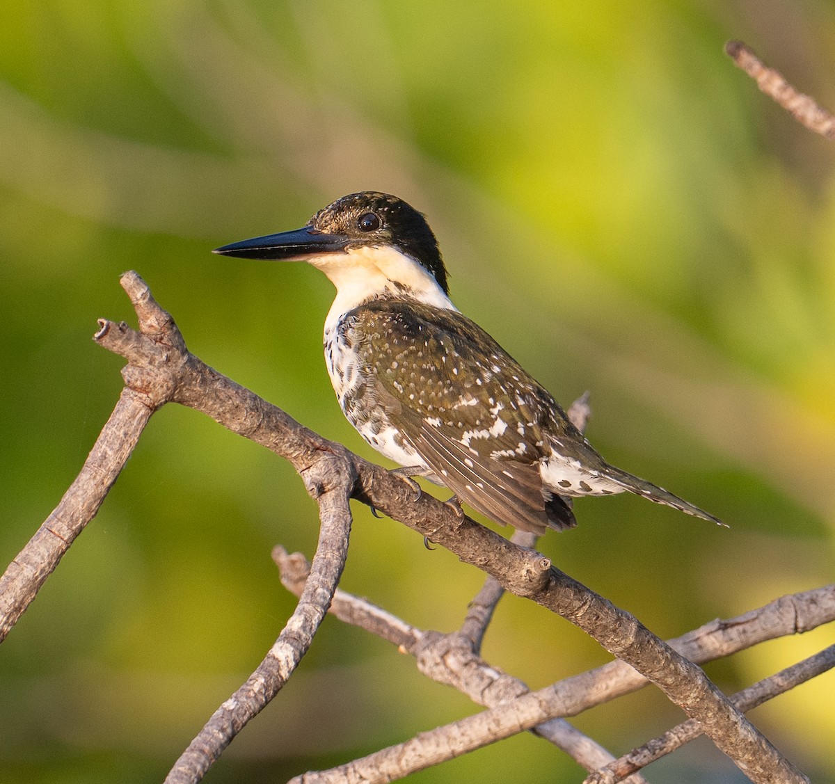 Green Kingfisher - ML645370677