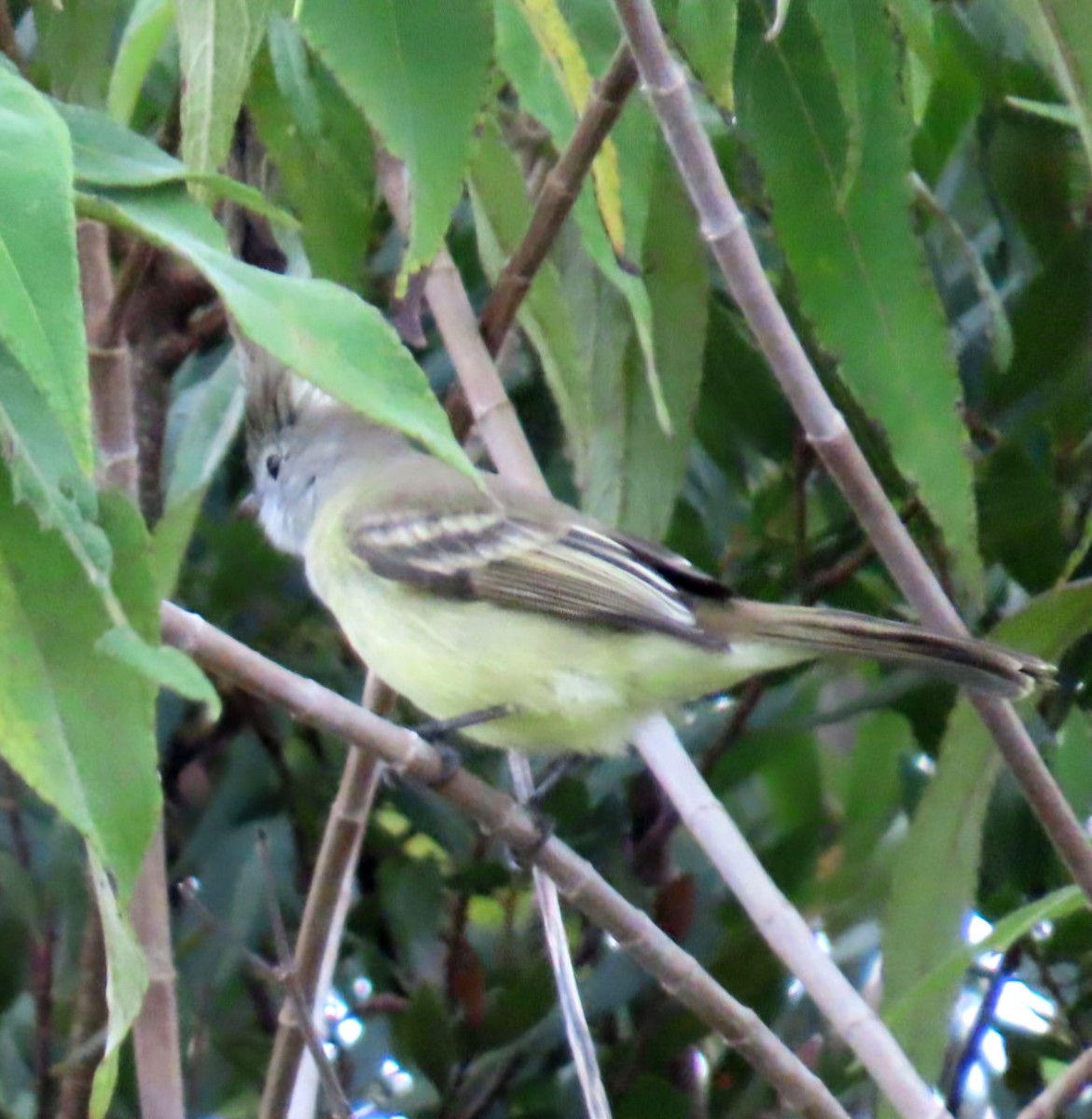 Желтобрюхая эления - ML645370688