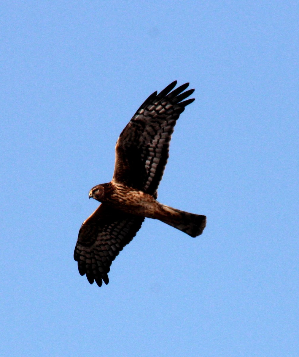 Northern Harrier - ML645370690