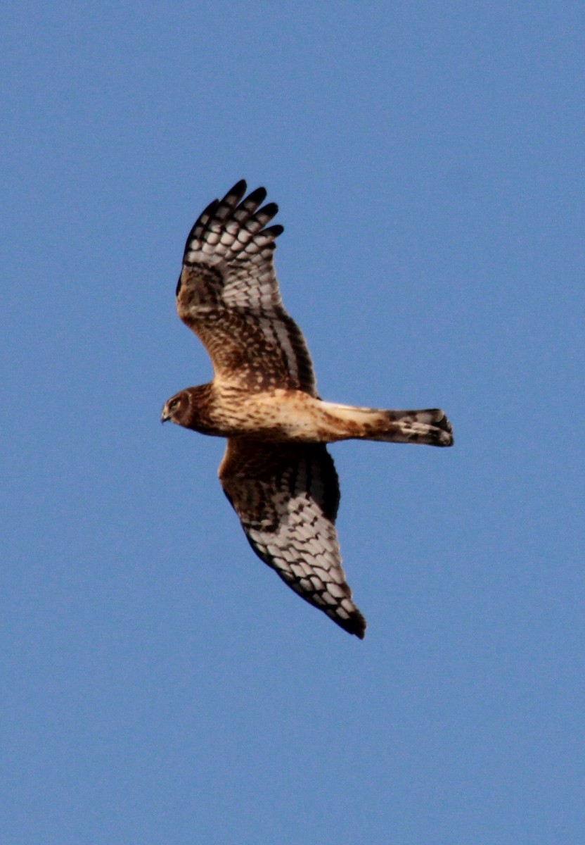 Northern Harrier - ML645370691