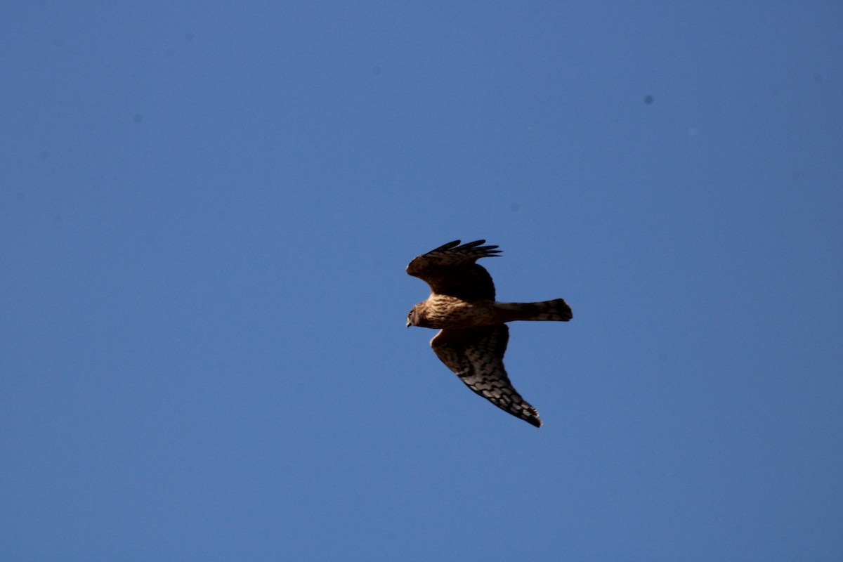 Northern Harrier - ML645370692
