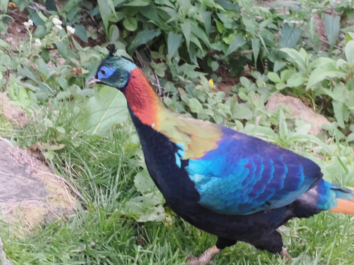 Himalayan Monal - ML645370727