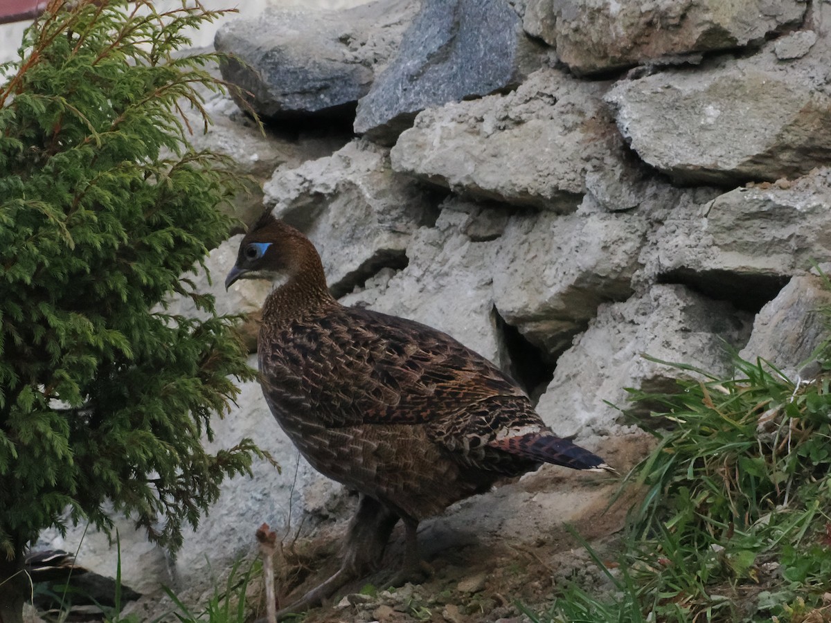 Himalayan Monal - ML645370728