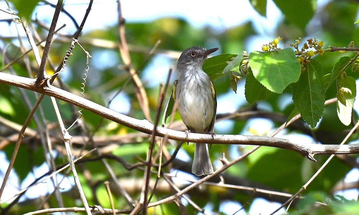 Pearly-vented Tody-Tyrant - ML645370729