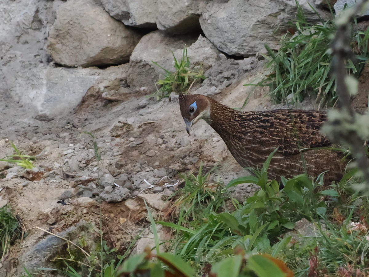 Himalayan Monal - ML645370730