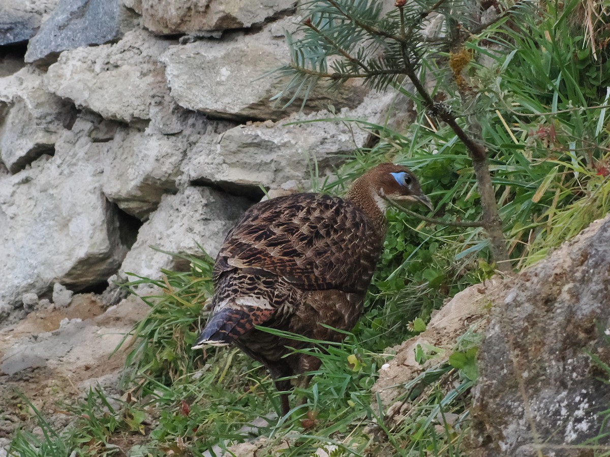 Himalayan Monal - ML645370731