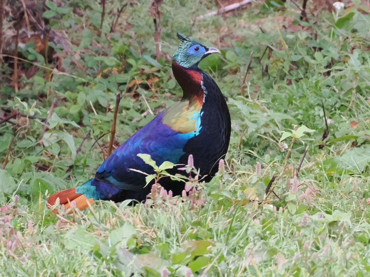 Himalayan Monal - ML645370732