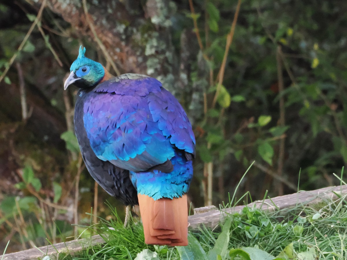 Himalayan Monal - ML645370733