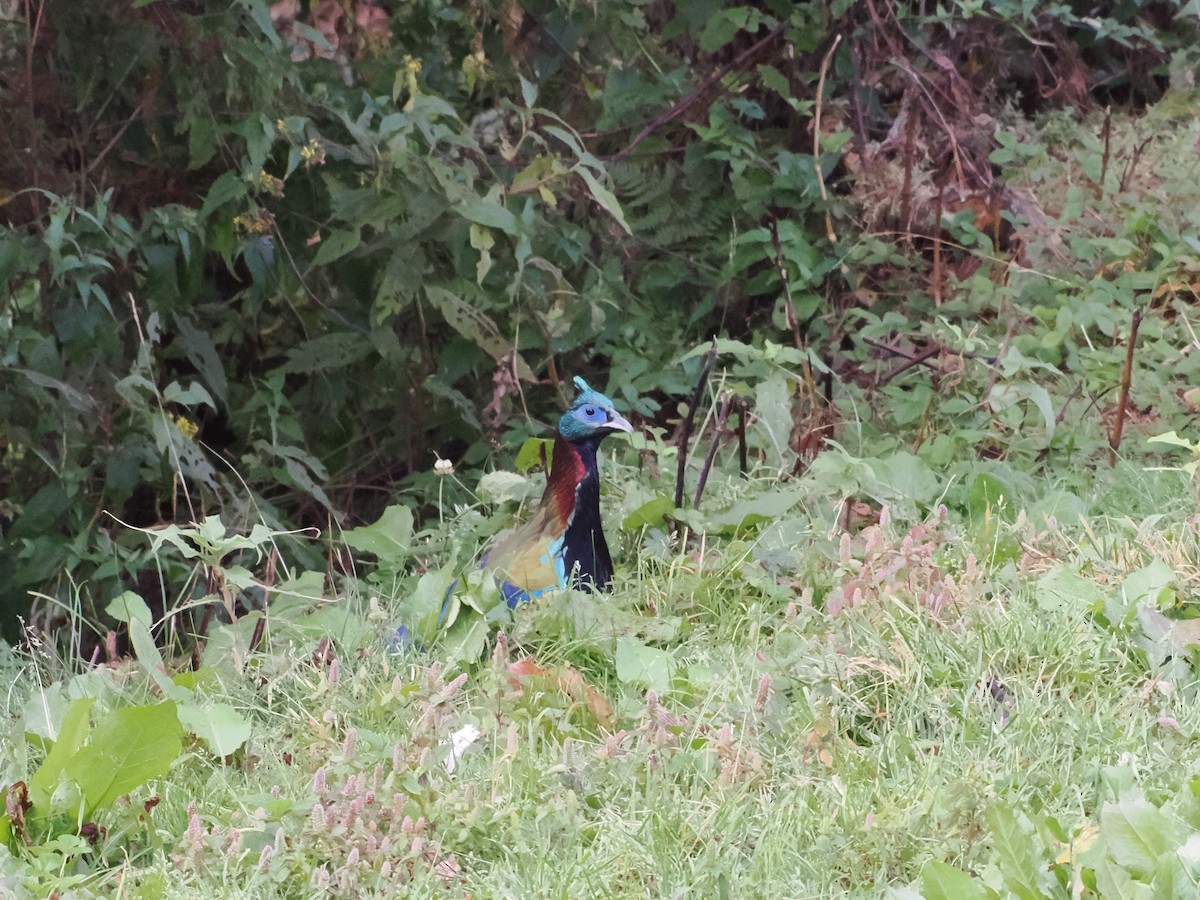 Himalayan Monal - ML645370734