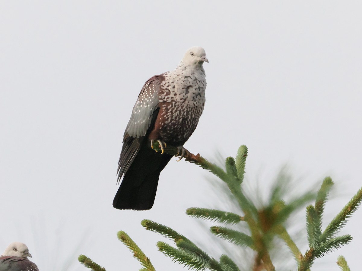 holub šupinkatý - ML645370751