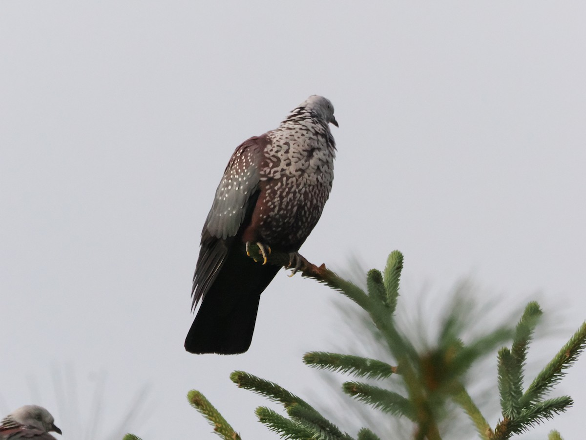 holub šupinkatý - ML645370752