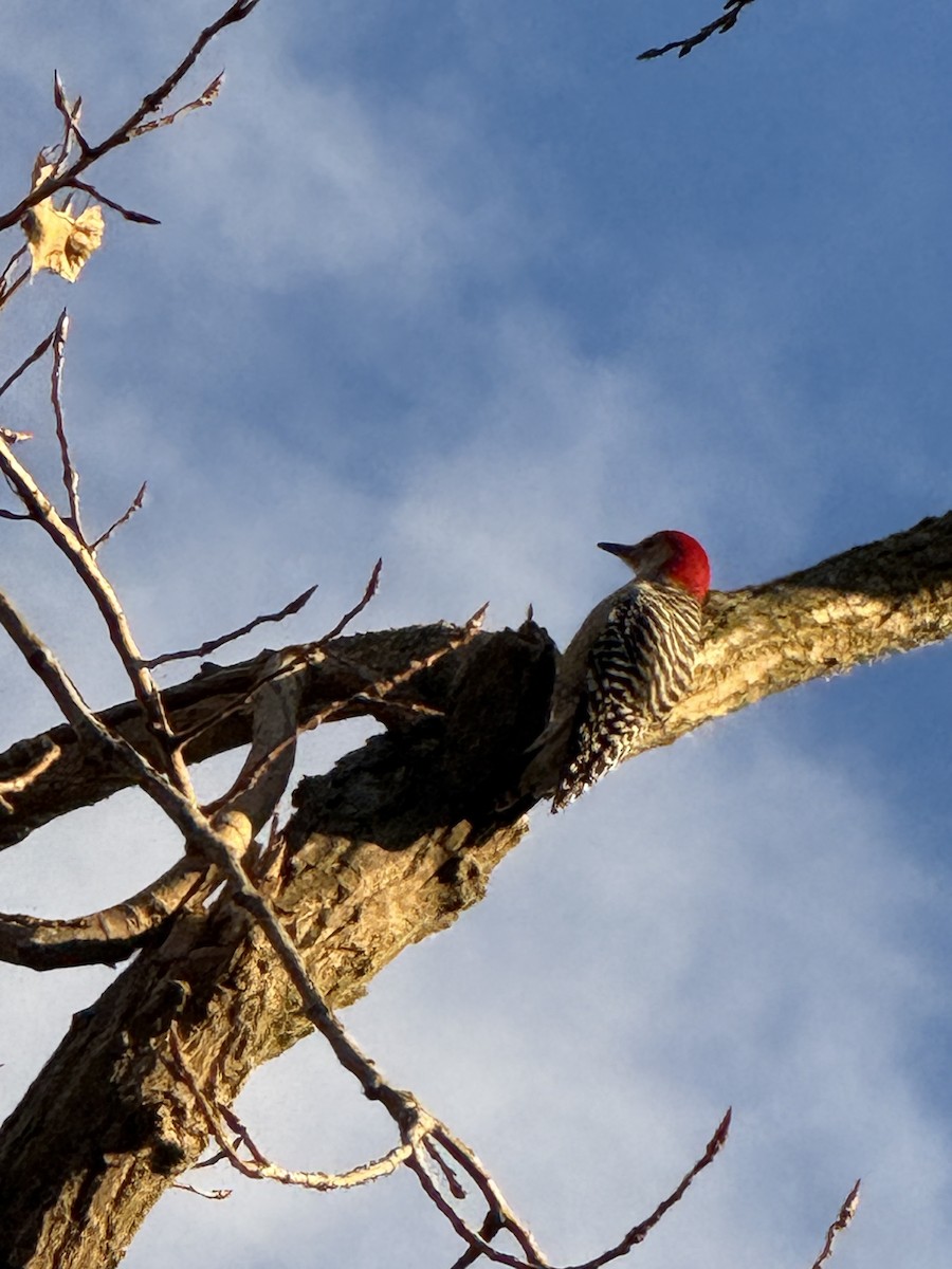 Carpintero de Carolina - ML645370771