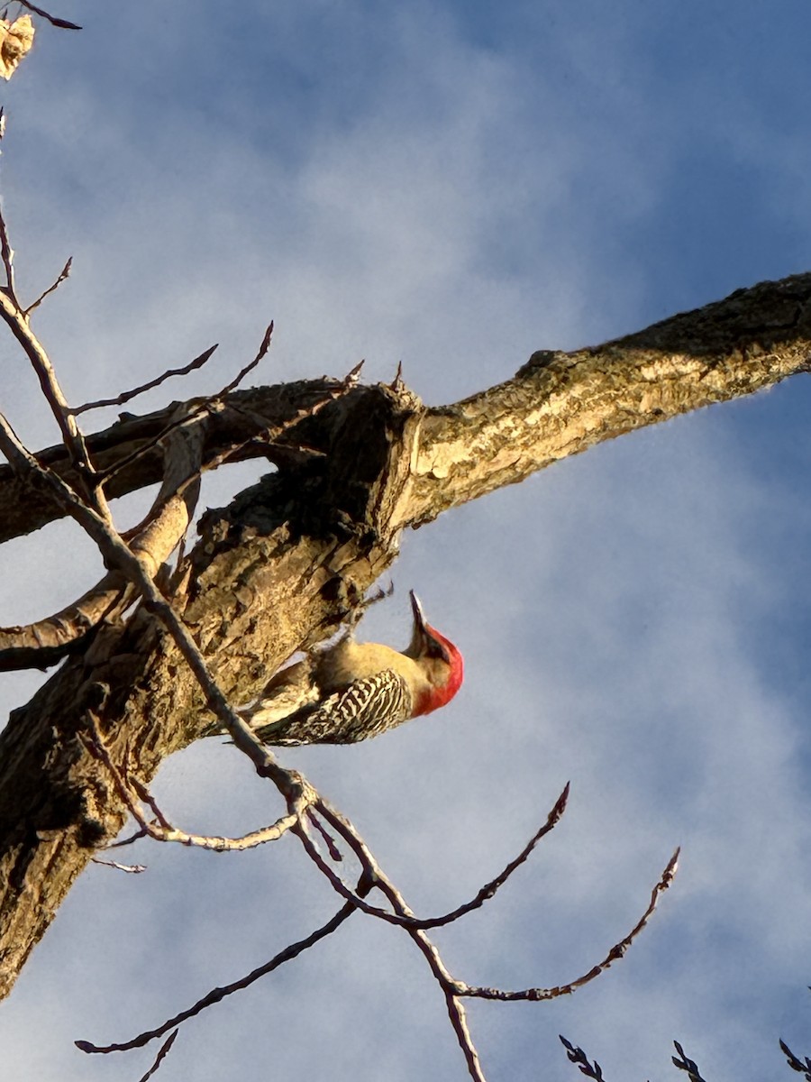 Carpintero de Carolina - ML645370773