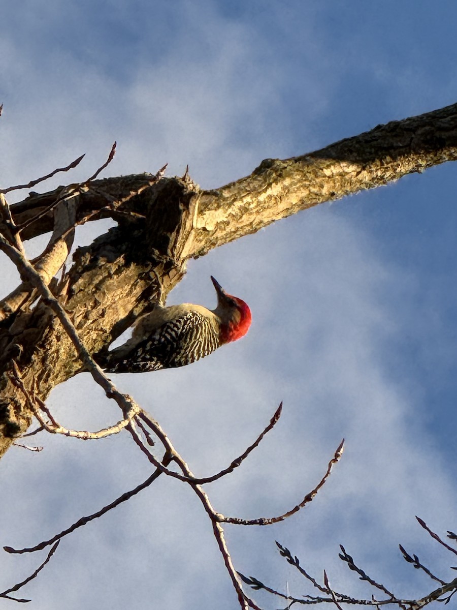 Carpintero de Carolina - ML645370774