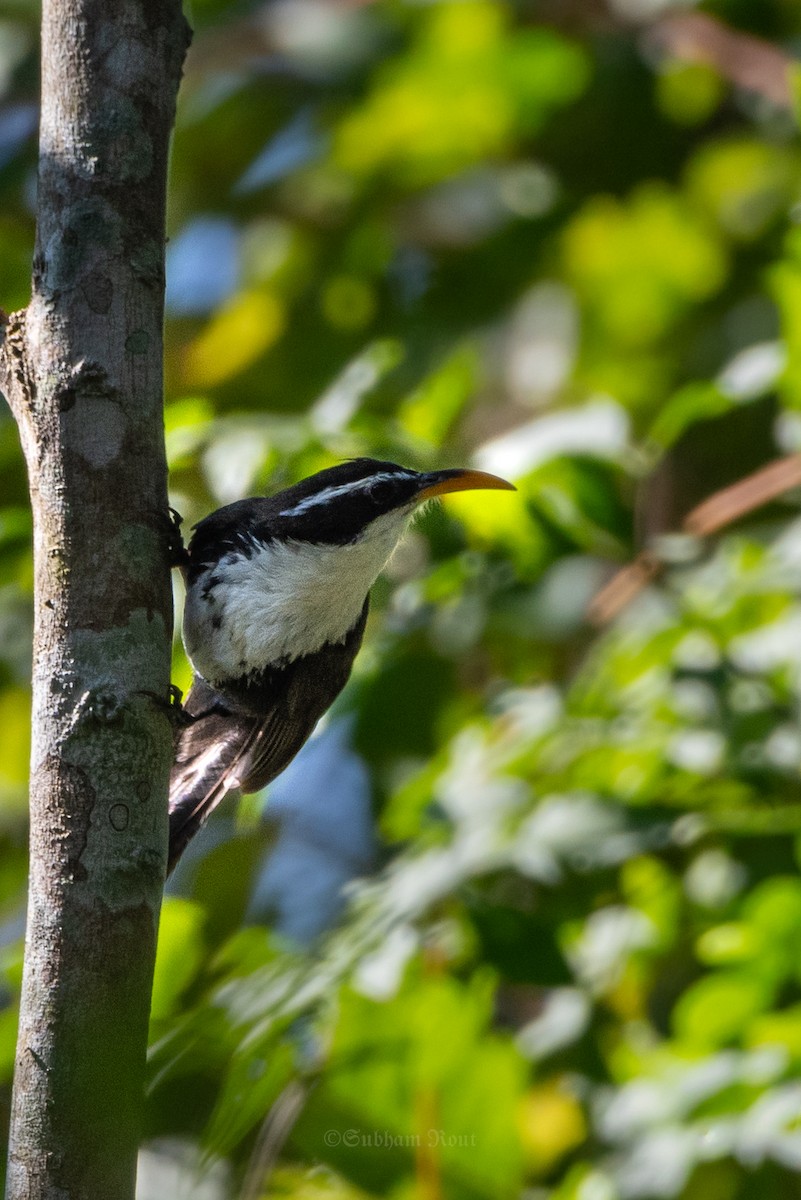 Indian Scimitar-Babbler - ML645370777