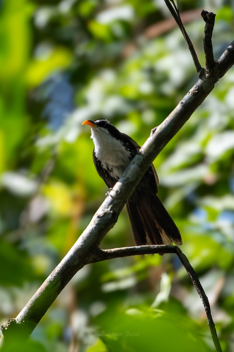 Indian Scimitar-Babbler - ML645370778