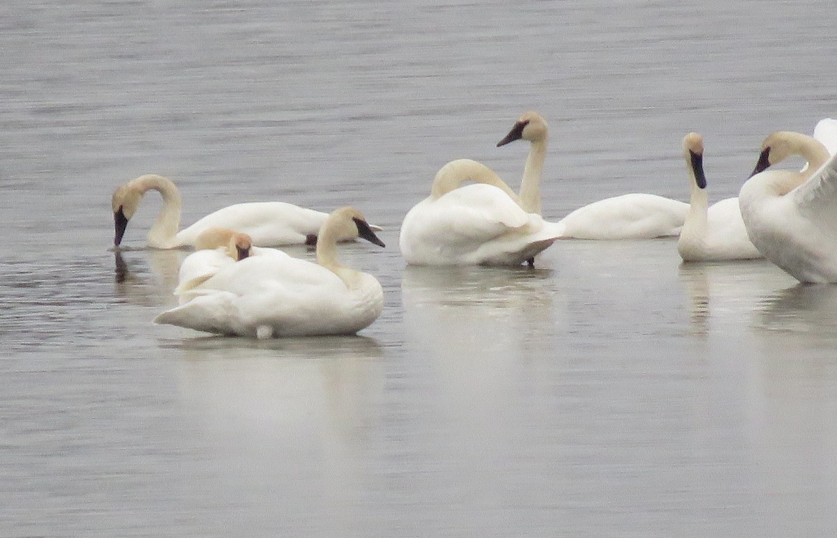 Trompeterschwan - ML645370780