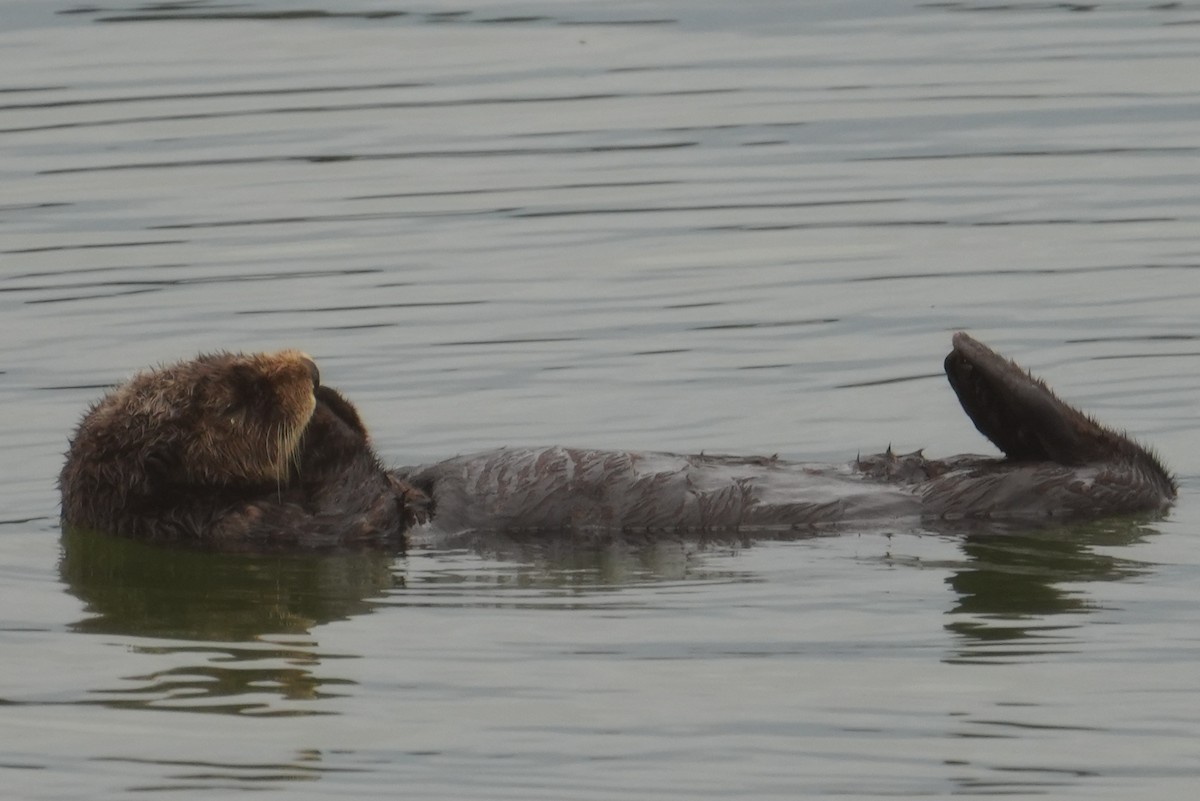 Animals - ML645370784