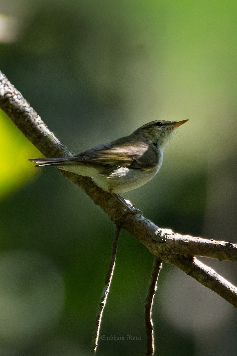 budníček zelený - ML645370787