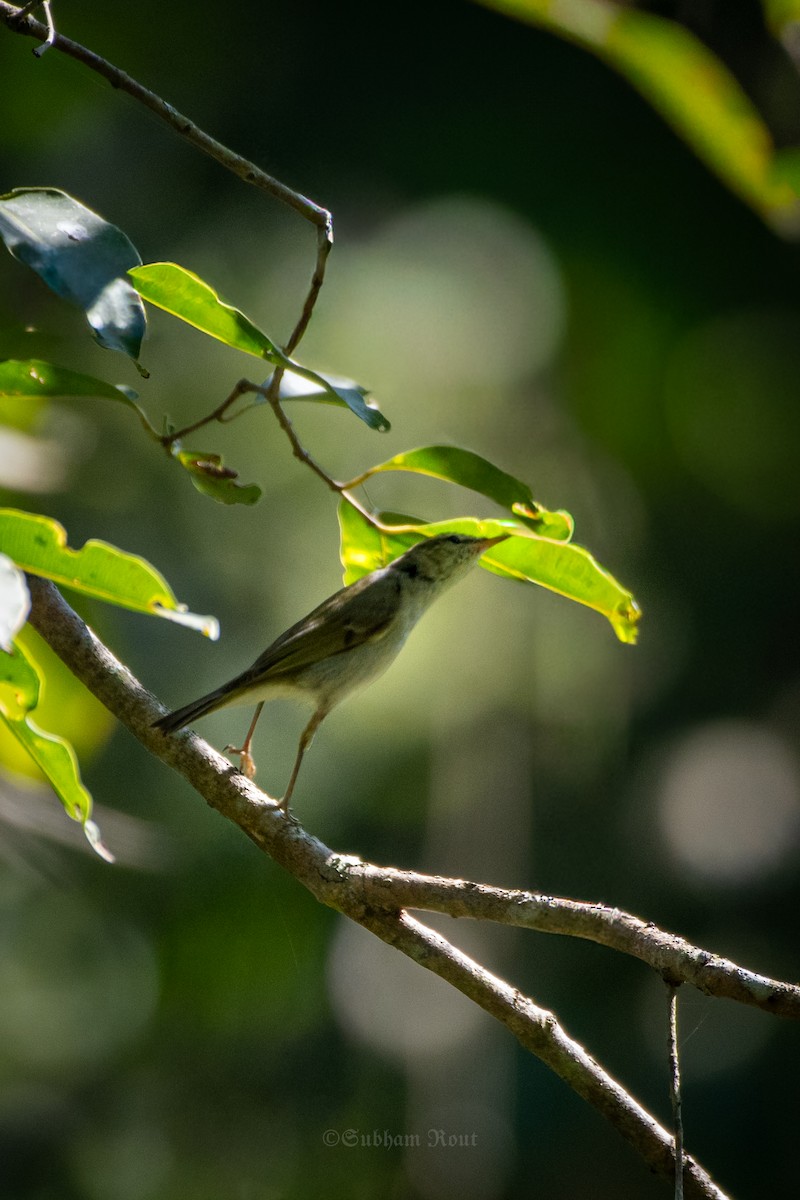 budníček zelený - ML645370788