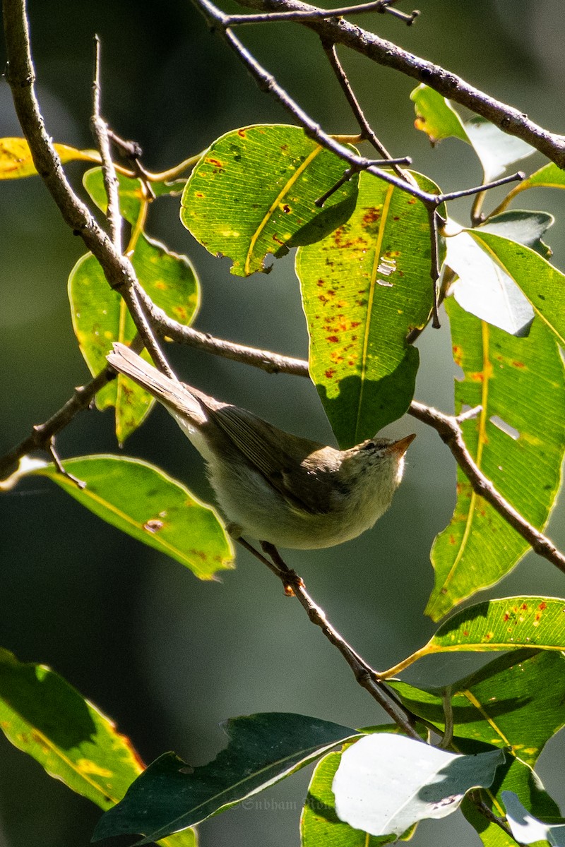 budníček zelený - ML645370789