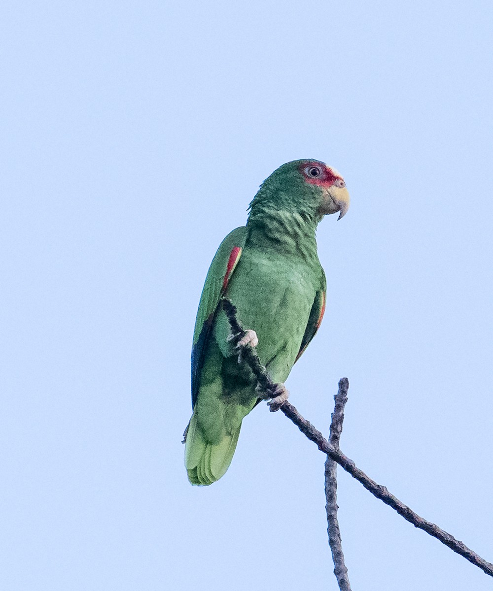 White-fronted Amazon - ML645370791