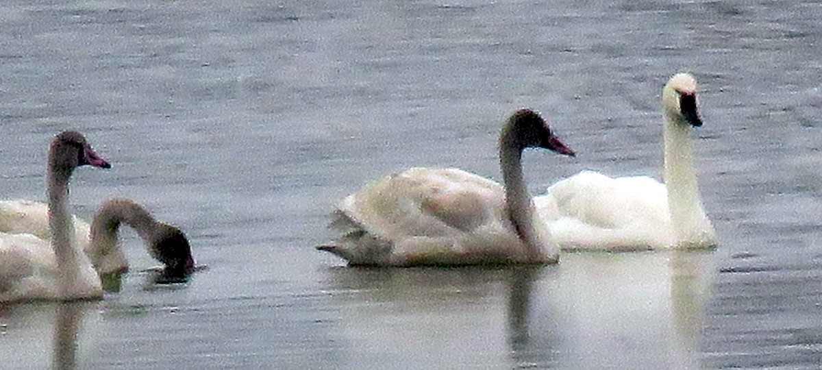 Trompeterschwan - ML645370820