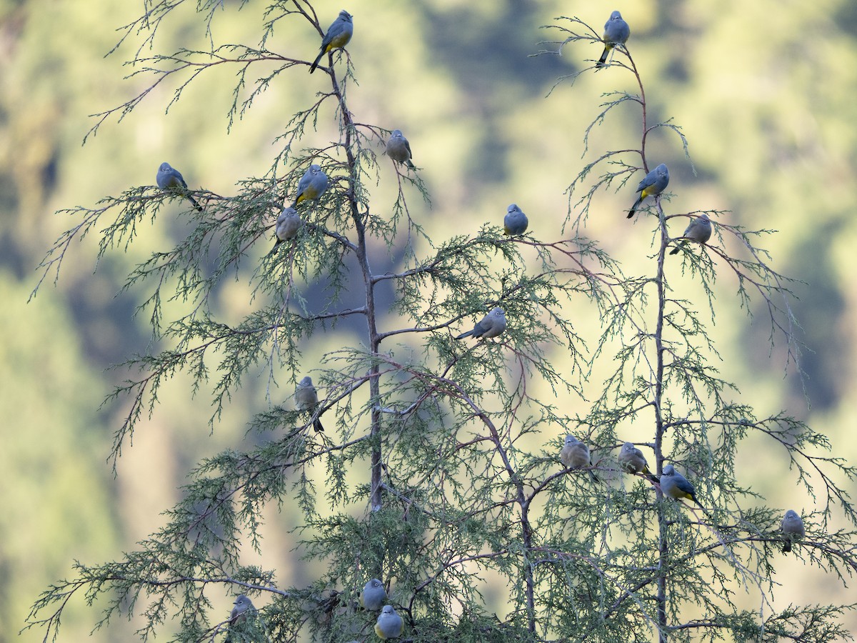 Gray Silky-flycatcher - ML645370827