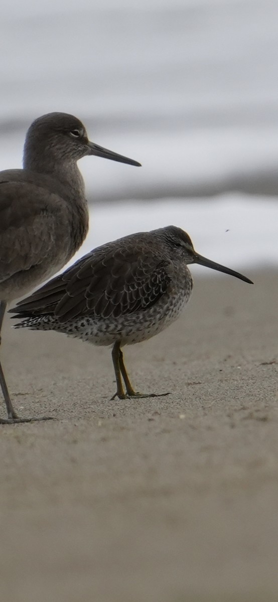 Short-billed/Long-billed Dowitcher - ML645370835