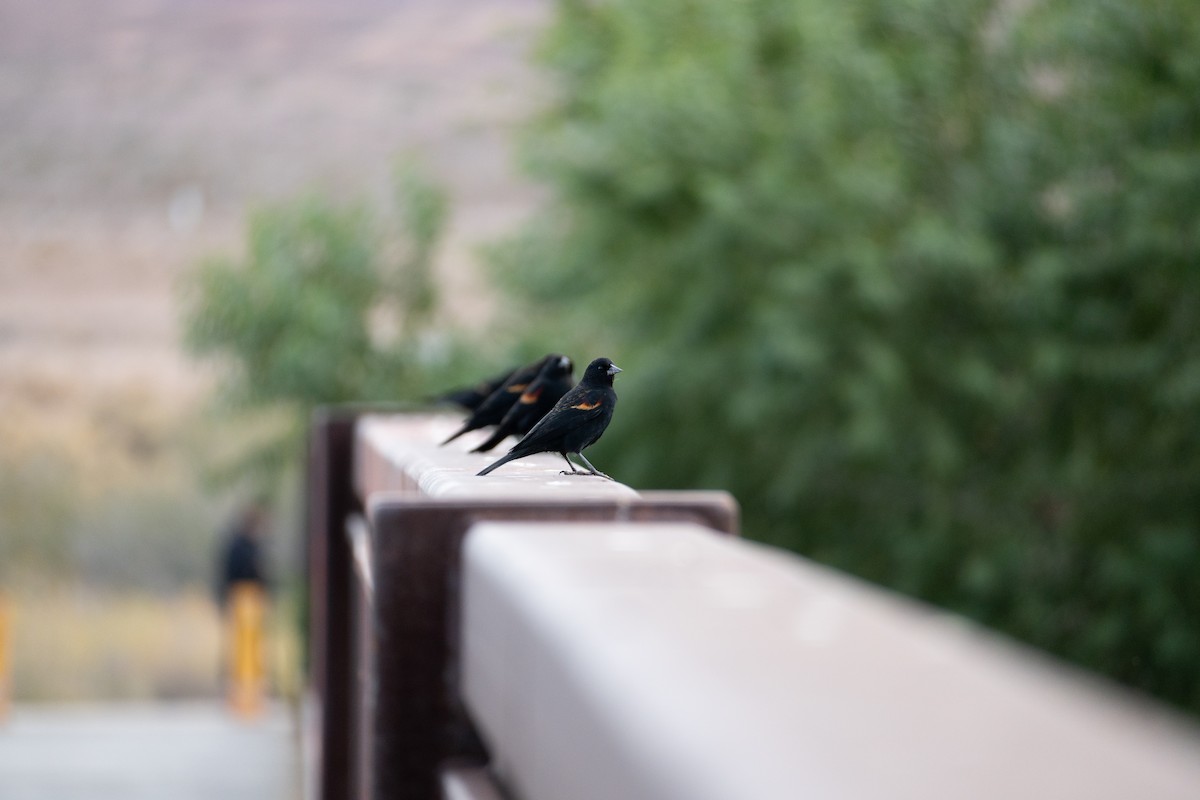 Red-winged Blackbird - ML645370836