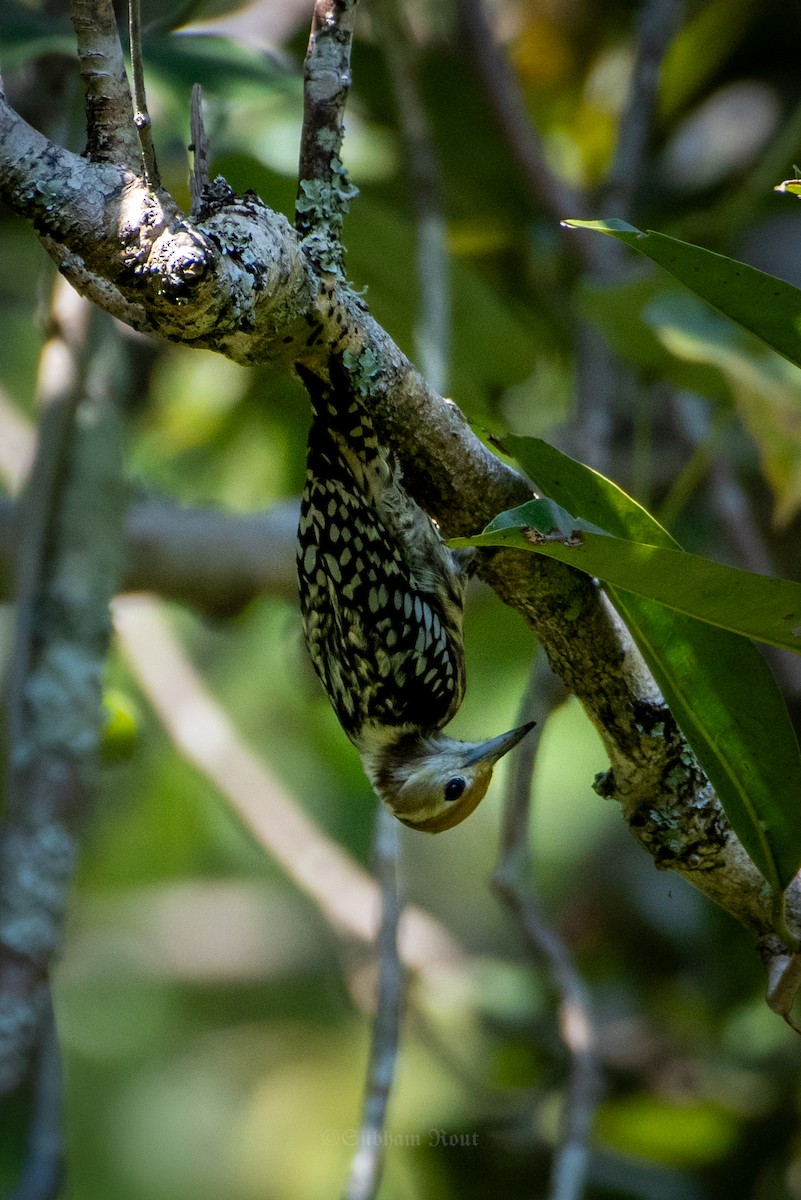 Yellow-crowned Woodpecker - ML645370845