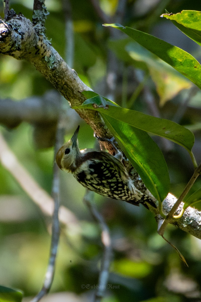 Yellow-crowned Woodpecker - ML645370846