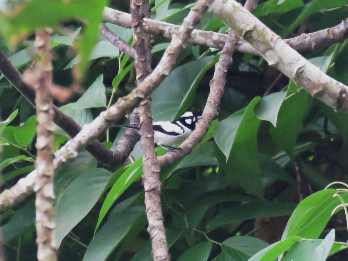 Maluku Alaca Monarkı - ML645370849