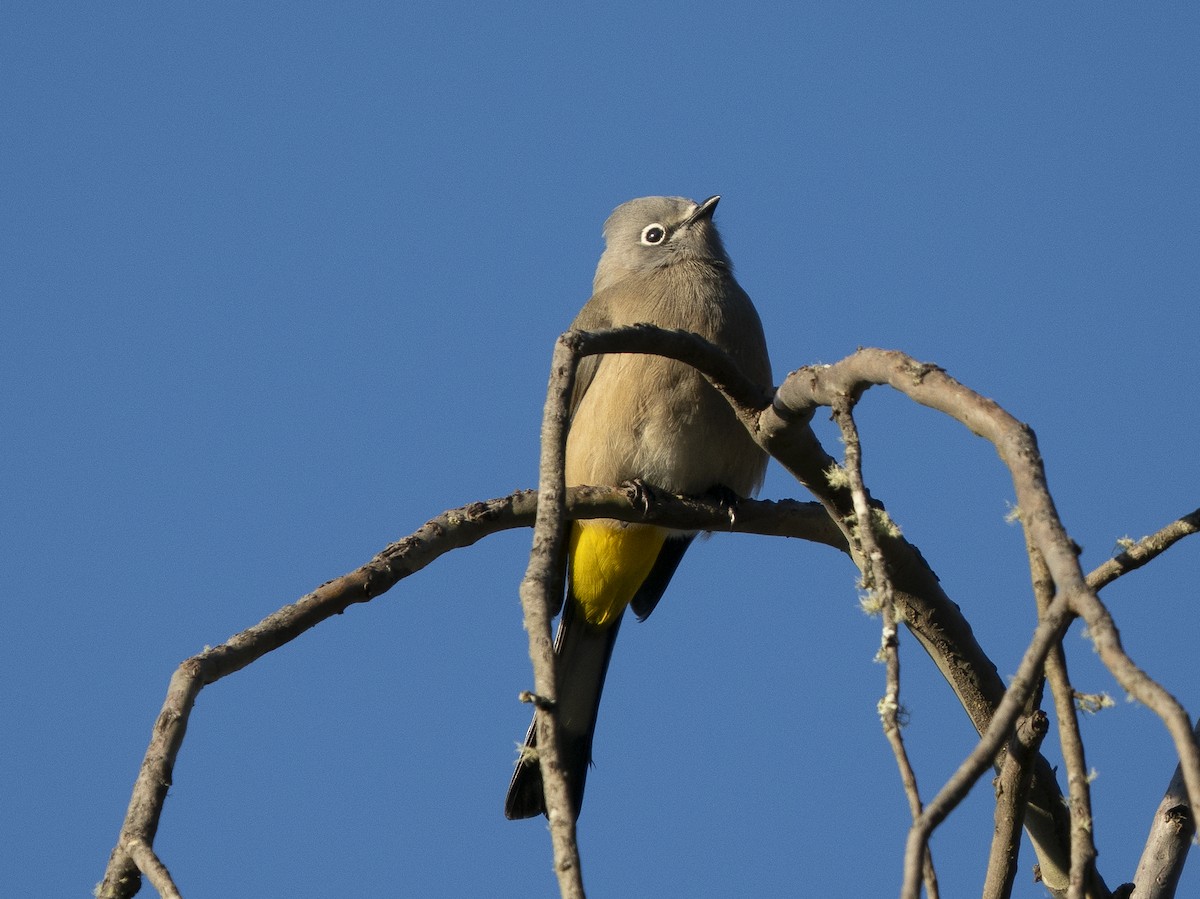 Gray Silky-flycatcher - ML645370851