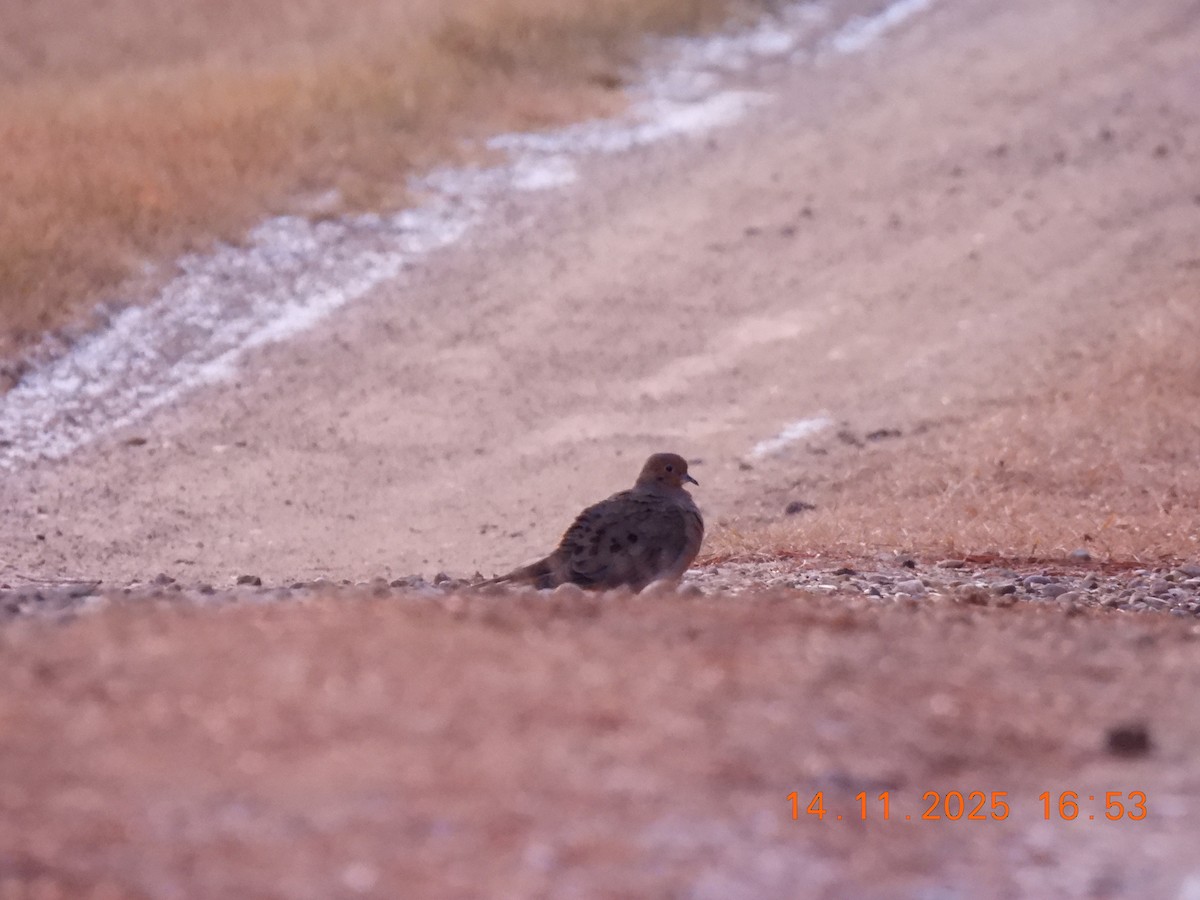 Mourning Dove - ML645370853