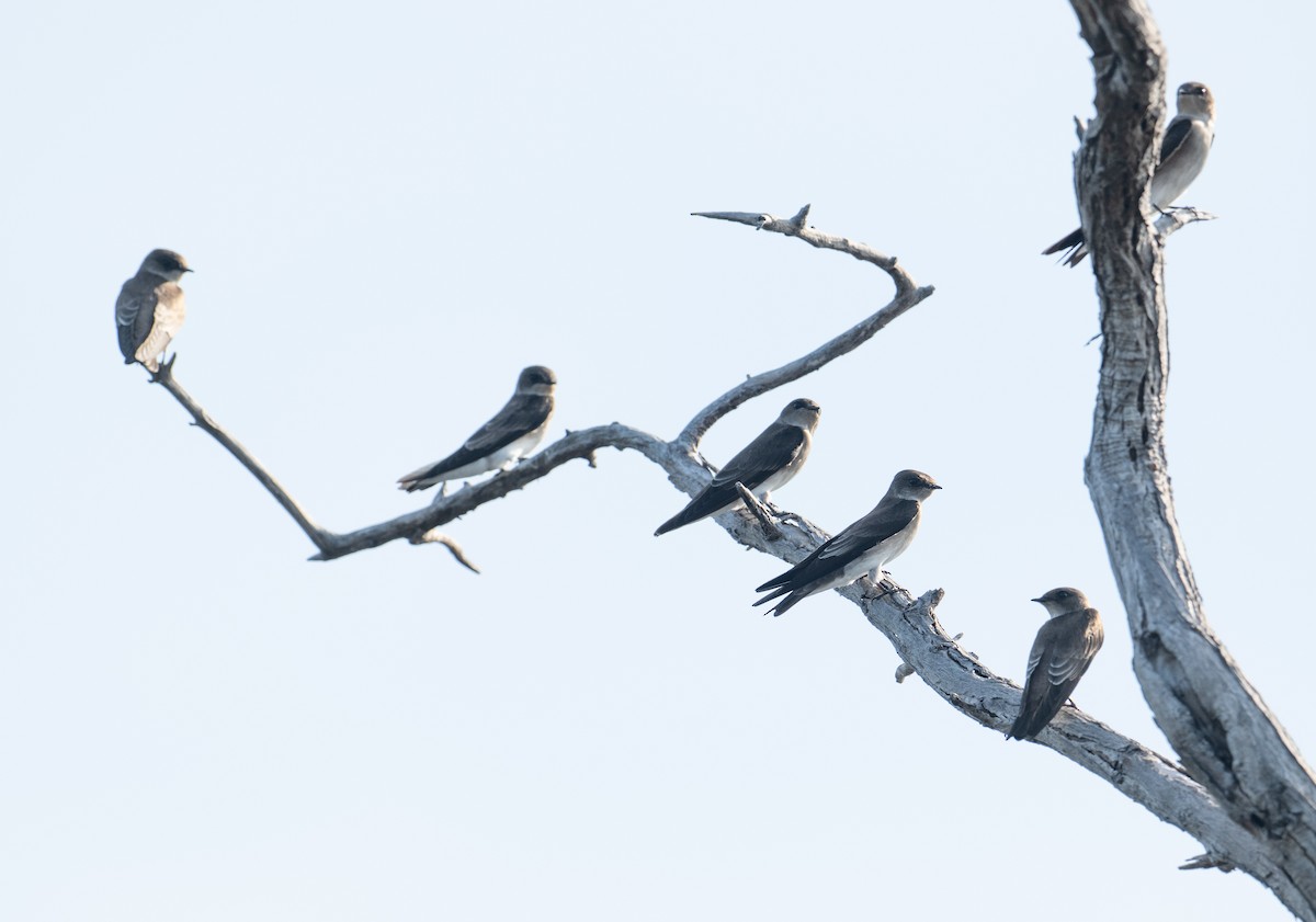 Northern Rough-winged Swallow - ML645370854
