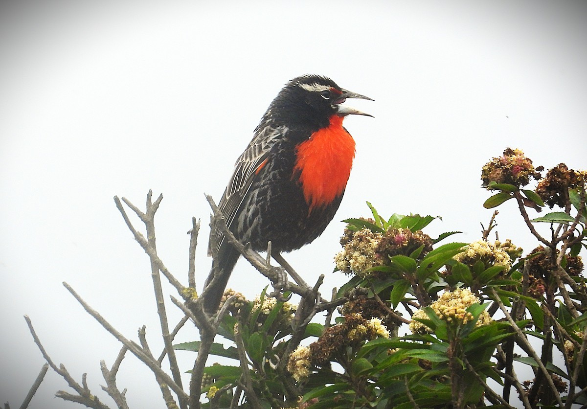 Peruvian Meadowlark - ML645370857