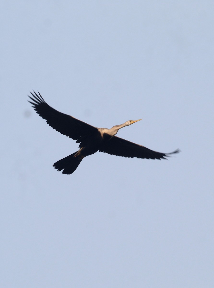 Doğu Yılanboyunu - ML645370862