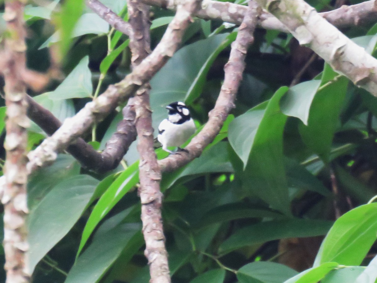 Maluku Alaca Monarkı - ML645370864