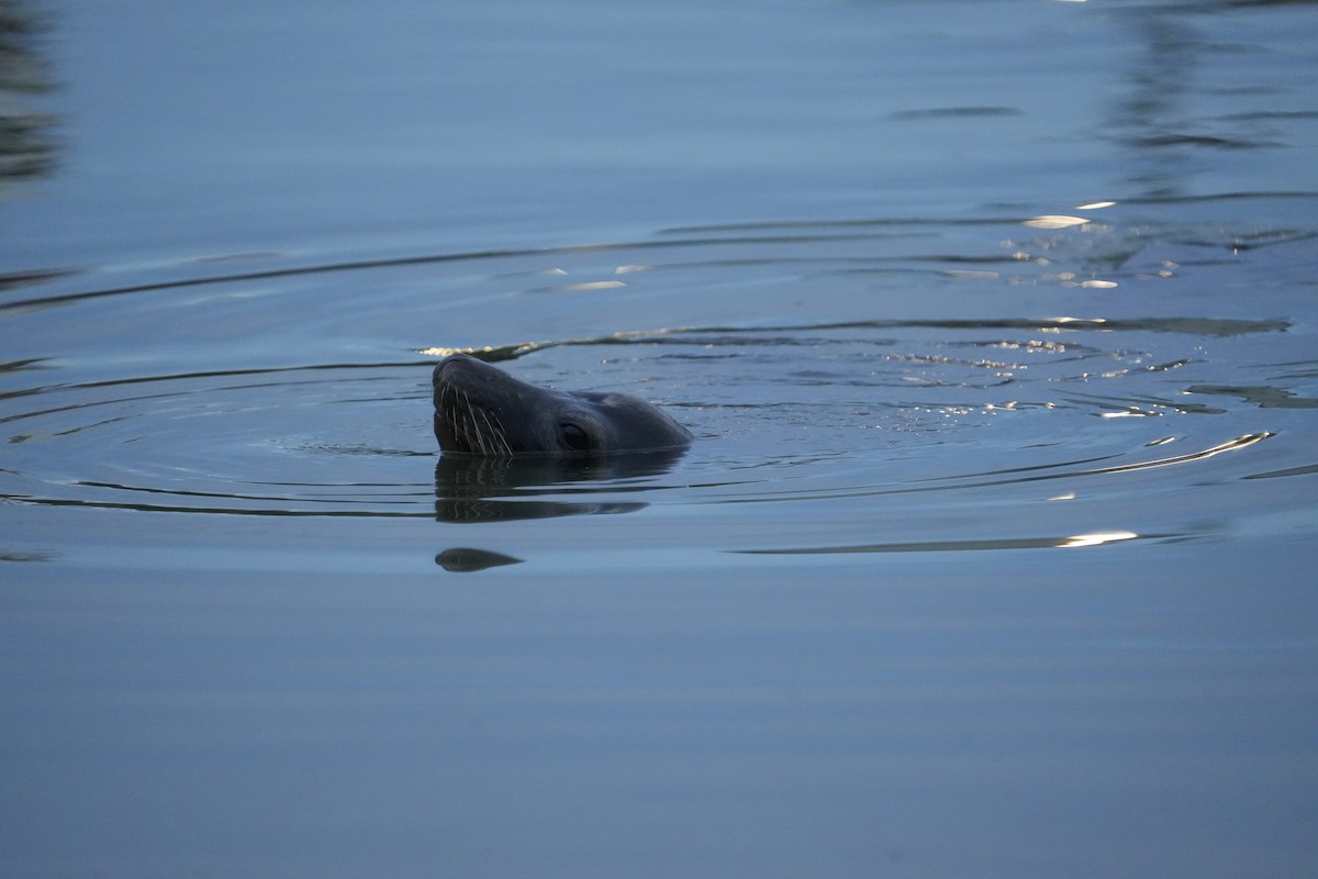 Animals - ML645370870