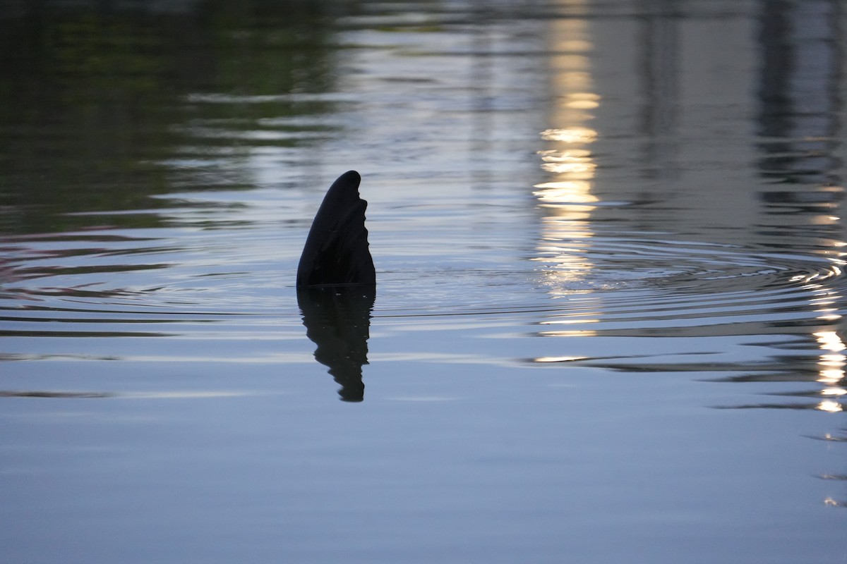 Animals - ML645370871